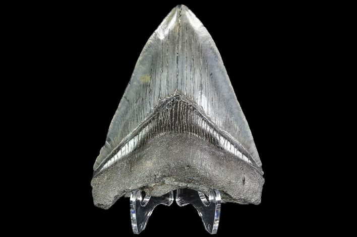 Fossil Megalodon Tooth - Georgia #109335
